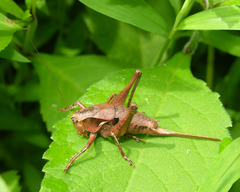 Atlanticus testaceus
