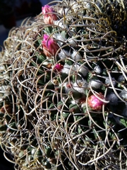 Cactaceae