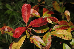 Photinia × fraseri