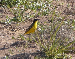 Motacilla flava feldegg