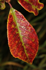 Photinia × fraseri