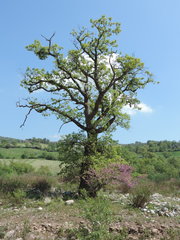 Cercis siliquastrum