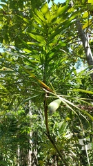 Dypsis