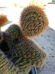 Cactaceae