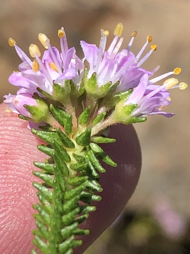 Stream Buchu (Agathosma juniperifolia)