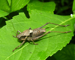 Atlanticus monticola