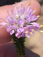 Agathosma juniperifolia