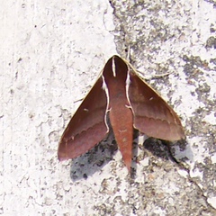 Theretra pallicosta
