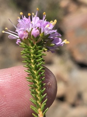 Agathosma juniperifolia