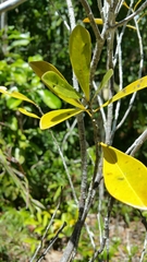 Sapotaceae