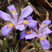 Iris verna - Photo (c) Philip Bouchard，保留部份權利CC BY-NC-ND