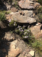 Agathosma juniperifolia