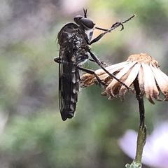 Nicocles