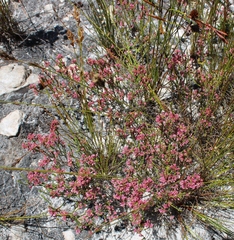 Erica gnaphaloides