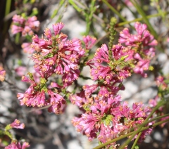 Erica gnaphaloides