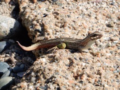 Leiocephalus personatus