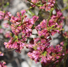 Erica gnaphaloides