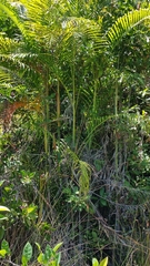 Dypsis tsaravoasira