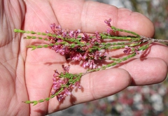 Erica gnaphaloides