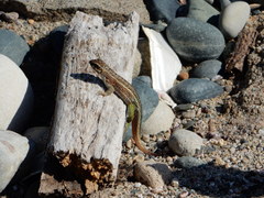 Leiocephalus personatus