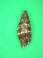 Mitrella loyaltyensis