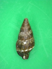 Mitrella loyaltyensis