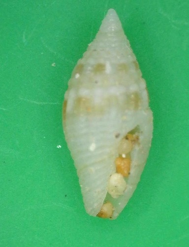 Mitromorpha, 2016-12-05