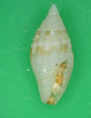 Anarithma
