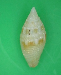 Anarithma