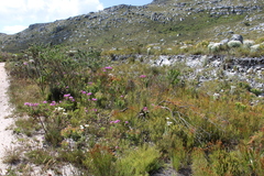 Erica gnaphaloides
