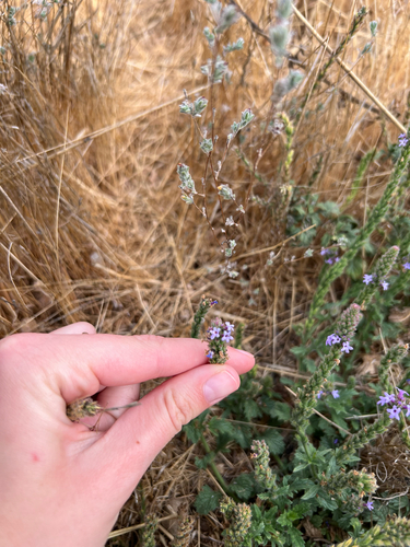 iNaturalist observation photo of western vervain