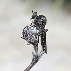 Nicocles