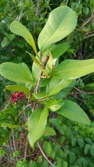 Ochnaceae