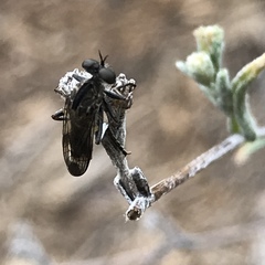 Nicocles