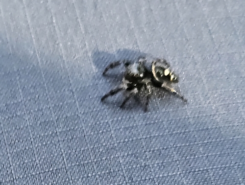 Bold Jumping Spider photographed in Maine