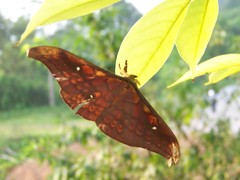 Antheraea