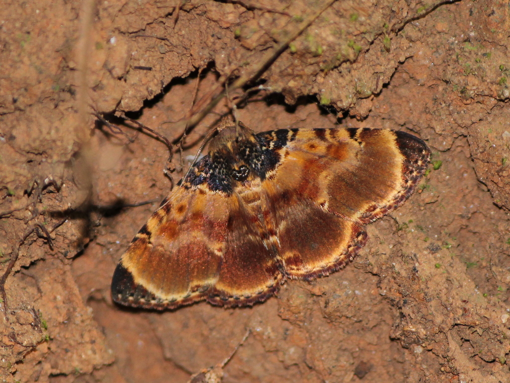 Diomea