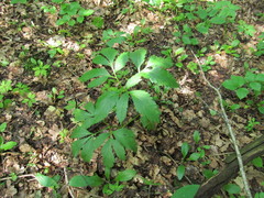 Pleurospermum austriacum