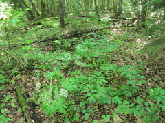 Pleurospermum austriacum