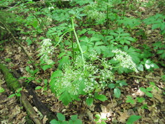 Pleurospermum austriacum