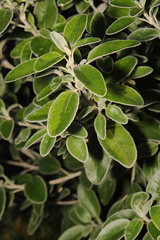 Brachyglottis × jubar