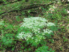 Pleurospermum austriacum