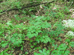 Pleurospermum austriacum