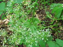 Pleurospermum austriacum