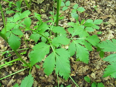 Pleurospermum austriacum