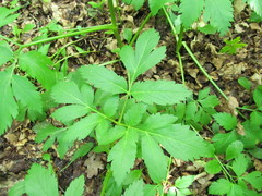 Pleurospermum austriacum