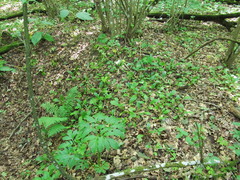 Pleurospermum austriacum