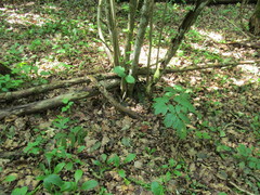 Pleurospermum austriacum