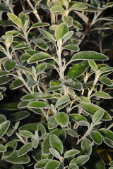 Brachyglottis × jubar