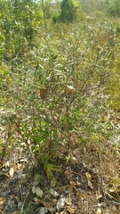 Hibbertia coriacea image